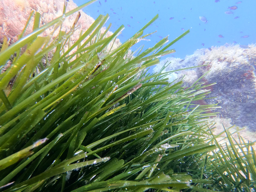 نبتة بوسيدونيا على عمق 6 أمتار تحت مستوى سطح البحر قبالة ساحل بورتيشيو في جزيرة كورسيكا الفرنسية- 6 مايو 2023 - AFP