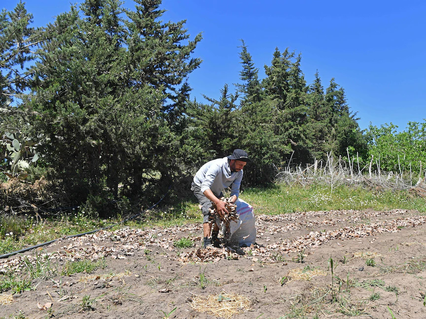 المزارع التونسي صابر الزواني يغطي التربة بأوراق البصل لتقليل تبخر المياه من الأرض. 27 أبريل 2023 - AFP - AFP