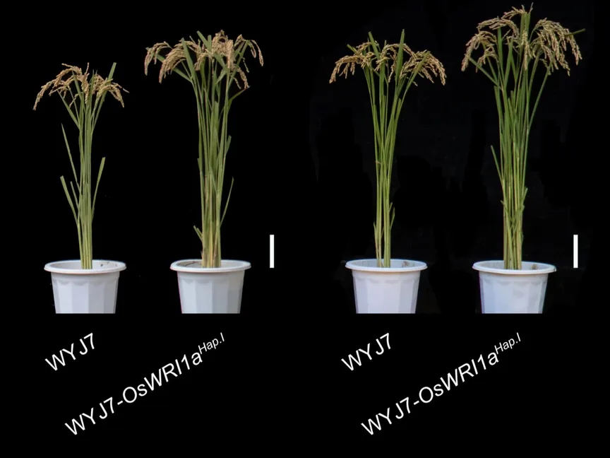 اكتشاف جين في الأرز قد يقلل الاعتماد على الأسمدة ويرفع الإنتاج