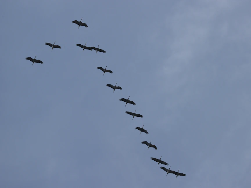 سرب من الطيور المهاجرة في سماء مدينة نيس الفرنسية باتجاه شرق أوروبا - 19 فبراير 2021 - AFP