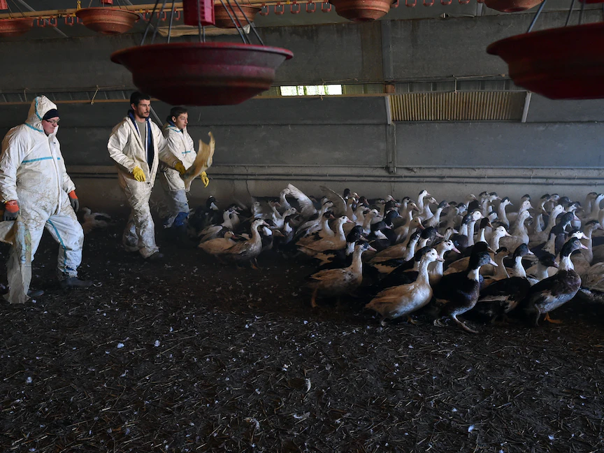 مربّو بط في فرنسا يخرجون الطيور من السياج استعداداً لذبحها بعد الكشف عن فيروس H5N8- يناير 2017 - AFP