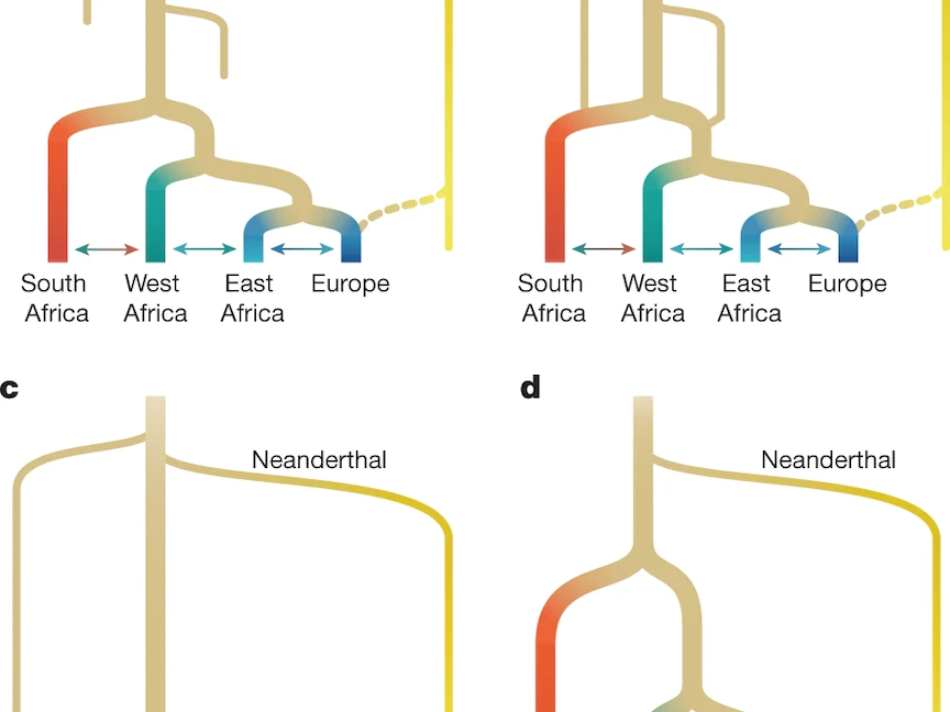 دراسة: الجنس البشري المعاصر نشأ في إفريقيا قبل 300 ألف عام