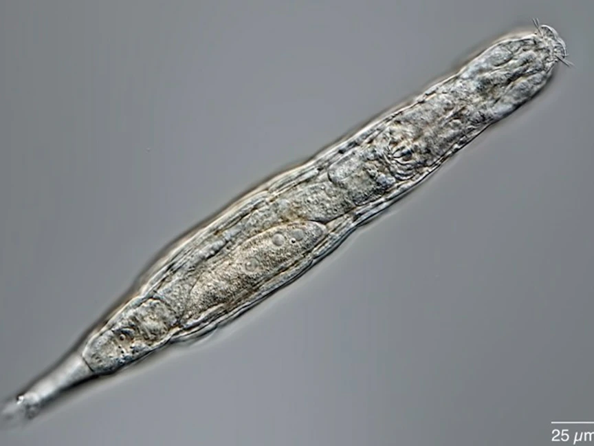 باحثون يكتشفون كائناً حياً يبلغ عمره 24000 عام تم العثور عليه في التربة الصقيعية في سيبيريا - @CellPressNews