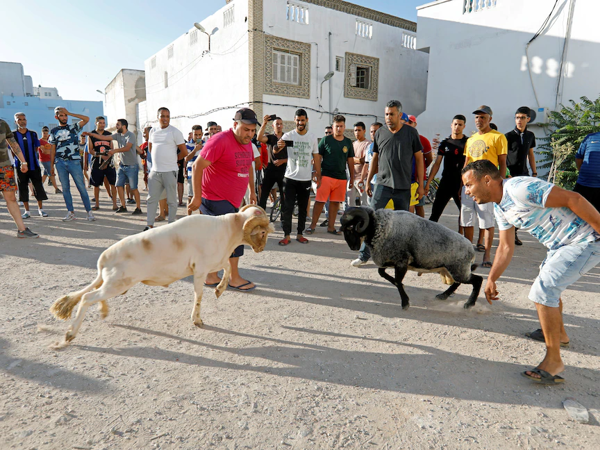 نزال الكباش في منطقة باب سويقة بالقرب من البلدة القديمة في تونس العاصمة - 13 يونيو 2021 - REUTERS
