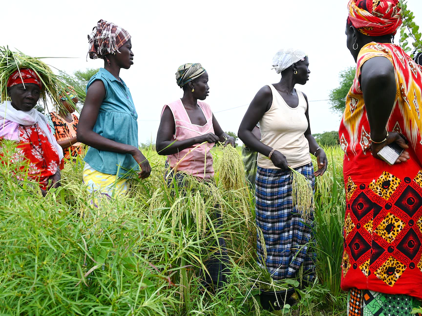 إفريقيا تكافح لوقف اعتمادها على الأرز الهندي بسبب قيود التصدير