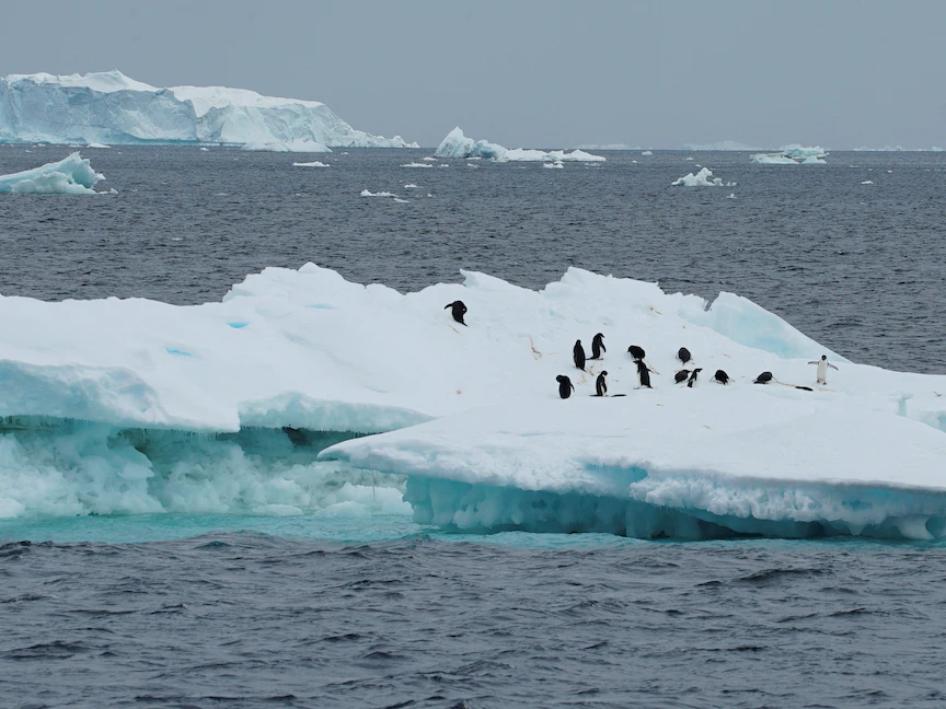 طيور البطريق فوق جبل جليدي في أقصى شمال القارة القطبية الجنوبية- 15 يناير 2022 - REUTERS