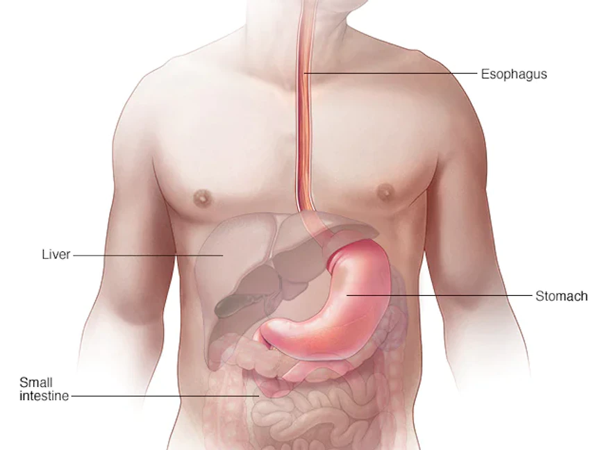 المريء أنبوب عضلي يربط الفم بالمعدة تنقبض وتسترخي حلقات العضلات الموجودة في الأجزاء العلوية والسفلية منه للسماح بمرور الطعام والسوائل