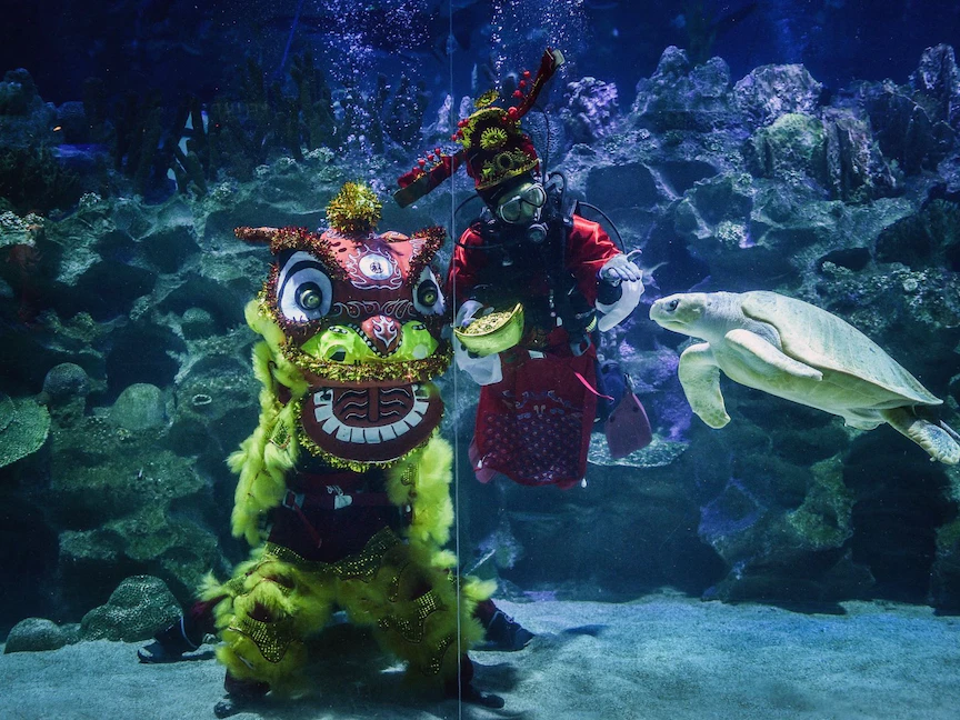 غواصون يرتدون زي الأسد التقليدي وزي إله الحظ ينظرون إلى سلحفاة تسبح في حوض أسماك في كوالالمبور - 21 يناير 2022 - AFP