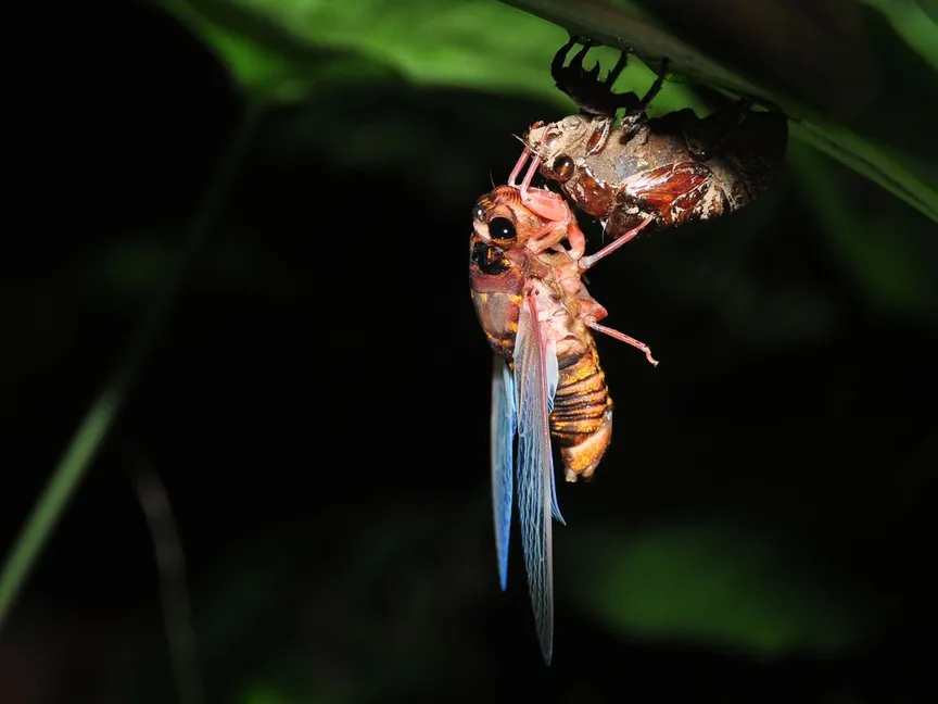 حشرة "الزيز" في إحدى غابات مقاطعة قوانغدونغ جنوب الصين 22 مايو 2014. - AFP