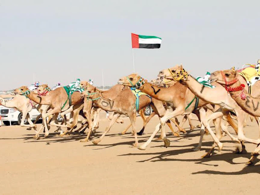 سباق الهجن في الإمارات - الصفحة الرسمية لوزيرة الثقافة الإماراتية على تويتر