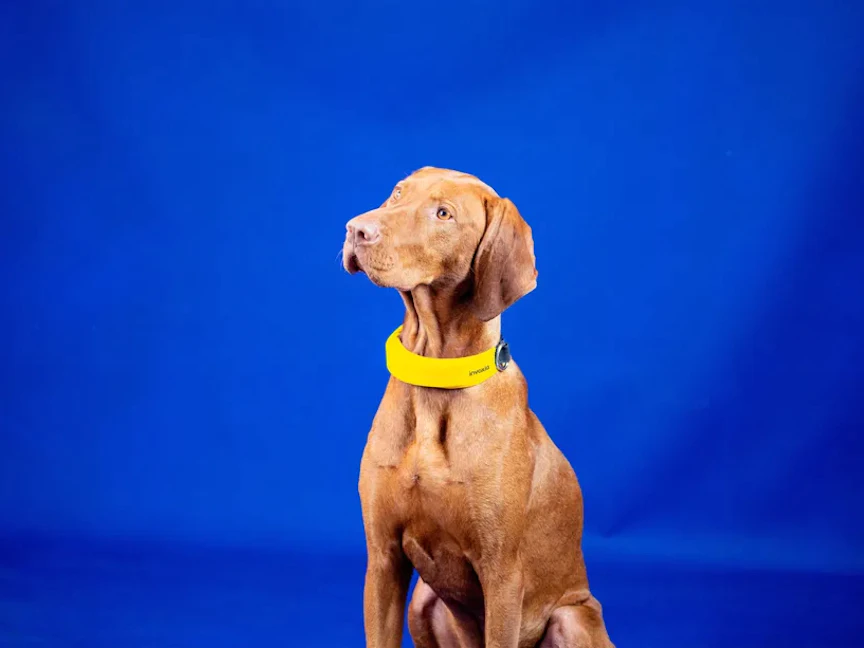 سوار إنفوكسيا الذكي - Invoxia