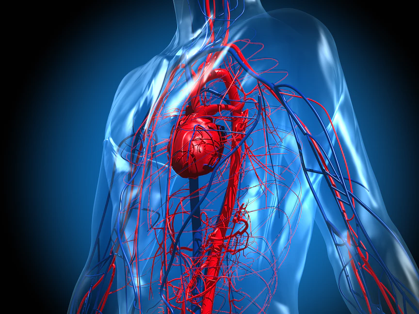 صورة توضيحية عن نظام القلب والأوعية الدموية - Getty Images