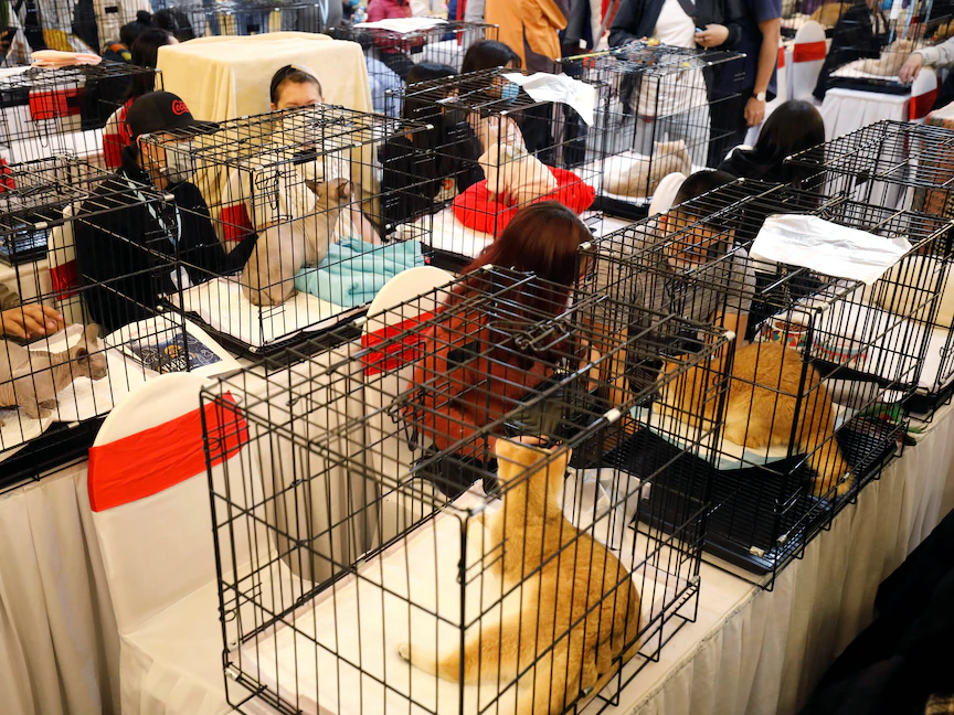 عرض للقطط في العاصمة الفيتنامية هانوي- 16 فبراير 2020 - REUTERS