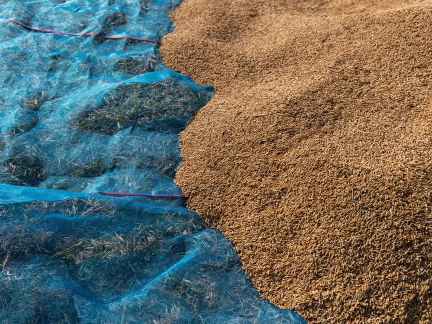 أرز محصود في مزرعة بمقاطعة خاو وونج، محافظة كالاسين، تايلاند - Bloomberg