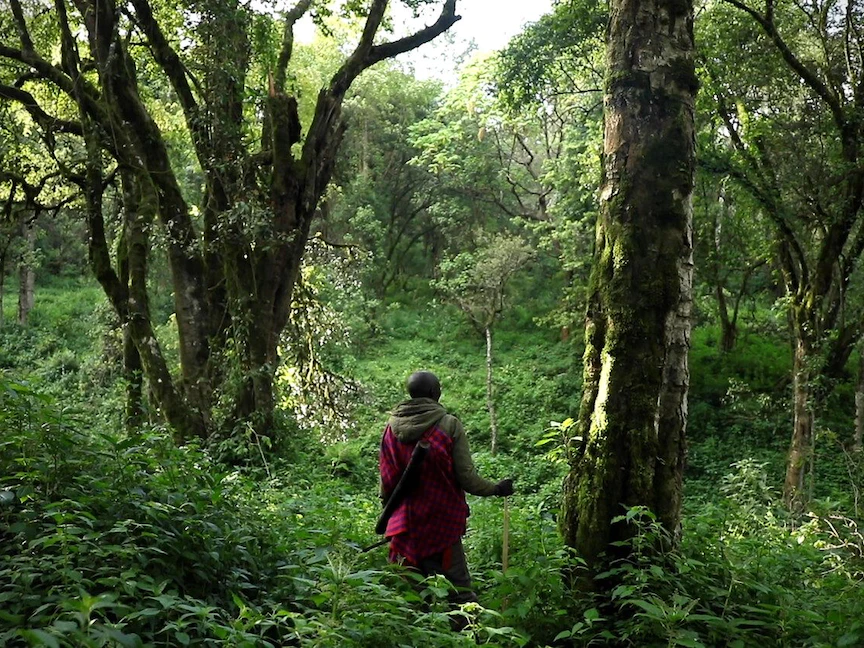 صورة من إحدى غابات كينيا. 22 يونيو 2023 - wellcomecollection.org