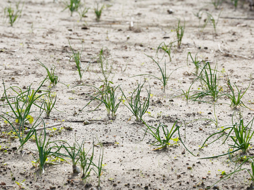 نباتات تنمو حيث يستخدم مزارعون نظاماً زراعياً فريداً وتقليدياً معرض لخطر الانقراض بسبب تغير المناخ، في غار الملح، تونس - 2 نوفمبر 2021. - REUTERS