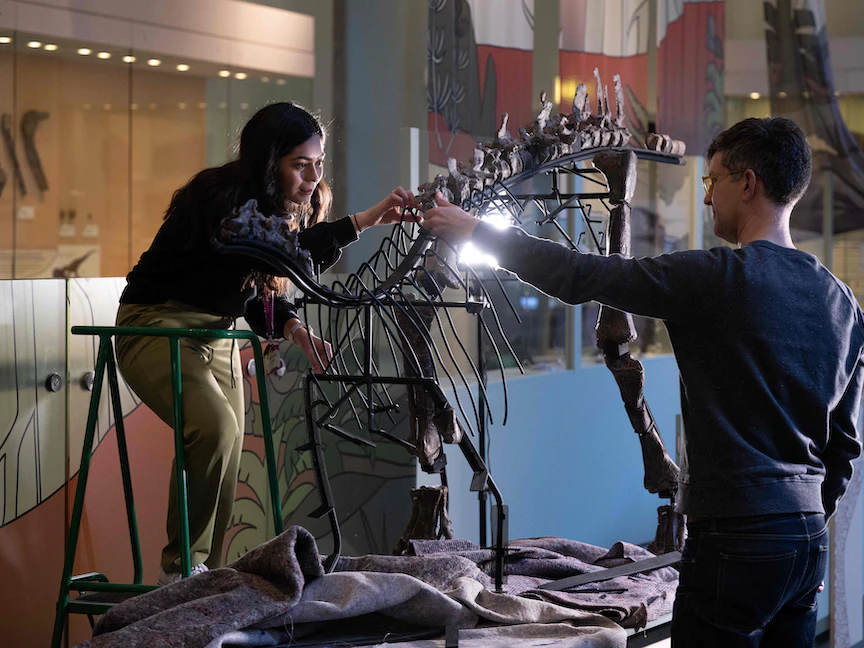 عملية جمع هيكل عظمي متحجر لديناصور داخل متحف مانشستر في بريطانيا. 19 يناير 2023 - AFP