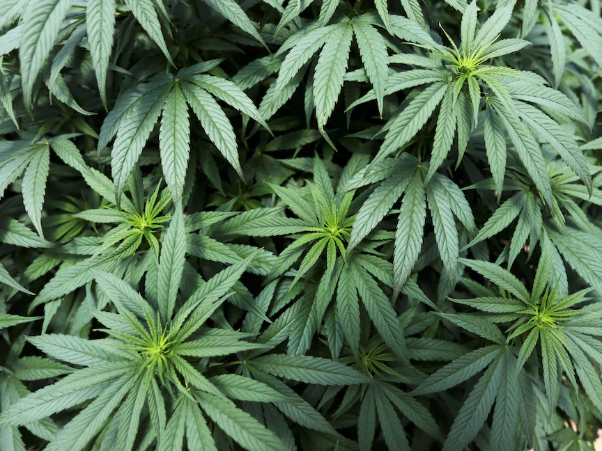 حقل مزروع بنبات القنب في بيسكا بكولومبيا - 2 أكتوبر 2019 - REUTERS