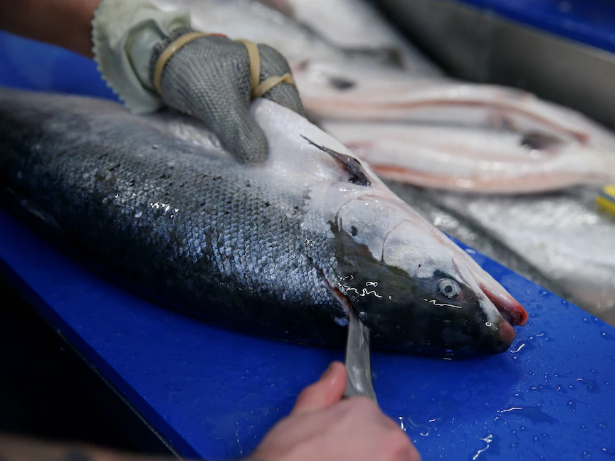 عامل ينظف سمك السلمون في ميناء بولوني سور مير الفرنسي- 29 يناير 2020. - REUTERS