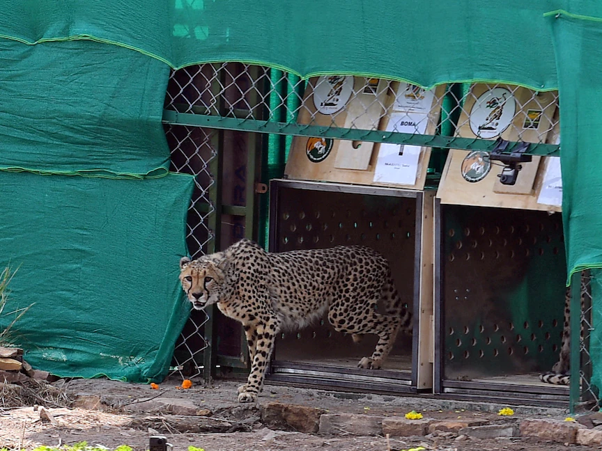 بعد غياب 70 عاماً.. إعادة الفهود إلى الهند وسط انتقادات بيئية