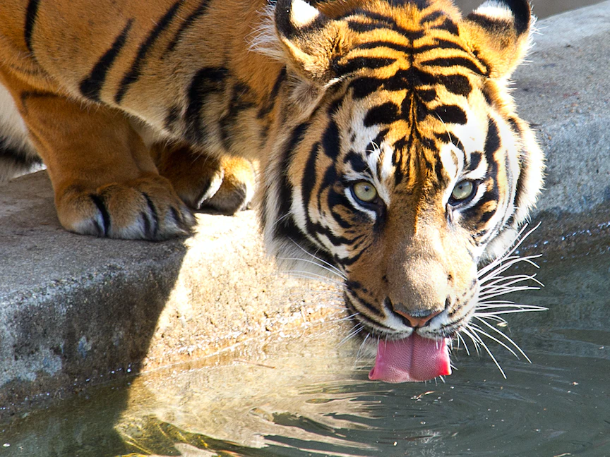 نمر سومطرة، يشرب من بركة مأوى النمور في حديقة حيوان سميثسونيان الوطنية في العاصمة الأميركية واشنطن. في 20 مارس 2014 - AFP