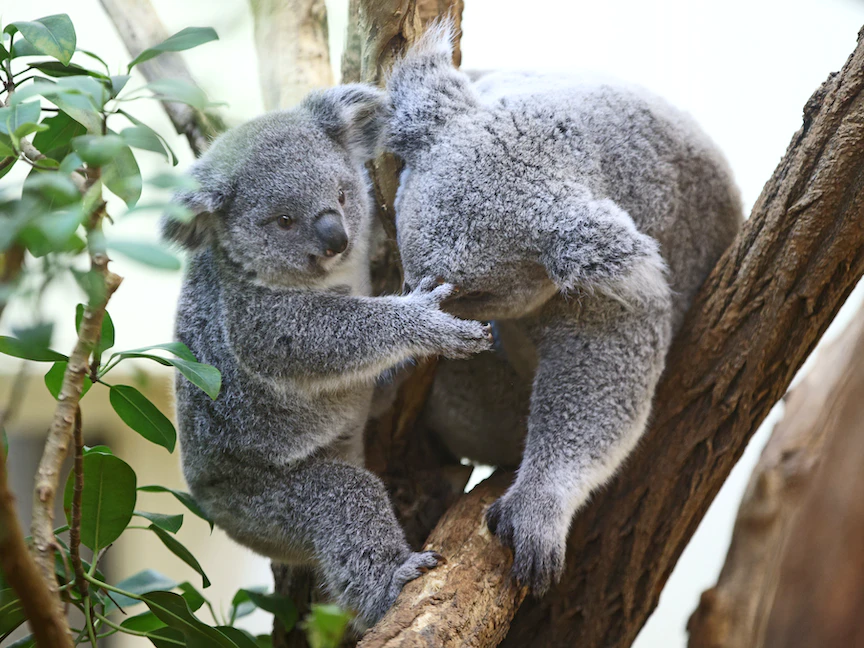 كوالا يبلغ من العمر 9 أشهر مع أمه - REUTERS