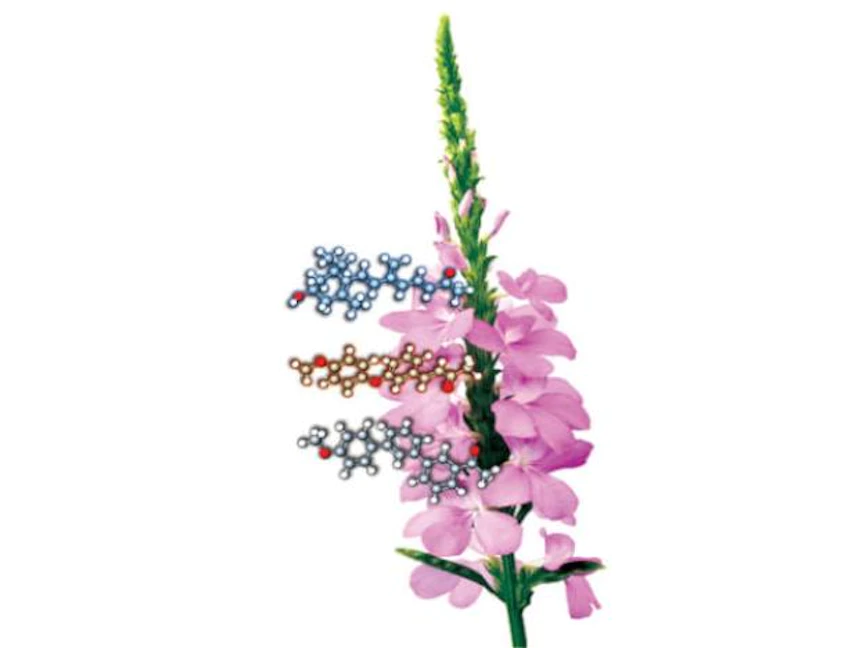 يمكن لمركّب الـ"زاكسينون" ومقلّداته الحد من انتشار آفة "الحشيشة الساحرة" أرجوانية اللون - الشرق الأوسط