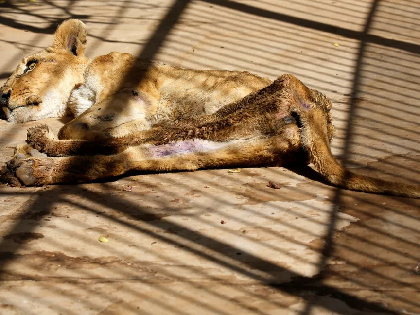 مجاعة "أسود القرشي" تثير الرأي العام في السودان