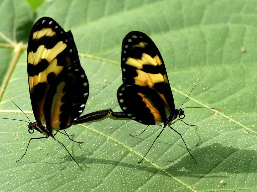 فراشتان في بالميرا بمقاطعة فالي ديل كاوكا - كولومبيا - 15 يناير 2004 - REUTERS