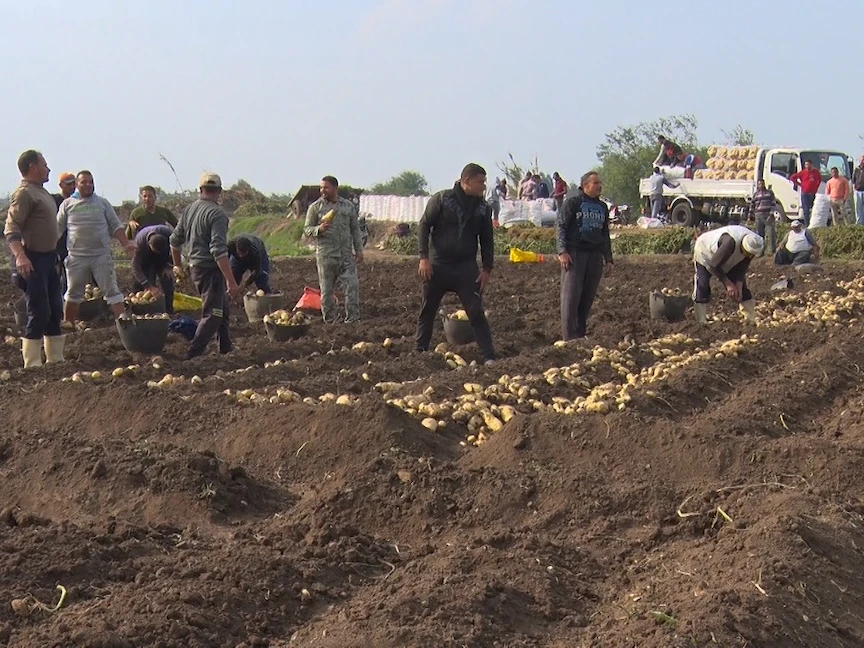 جني محصول البطاطس في محافظة الدقهلية (شمال شرق الدلتا في مصر) - الشرق
