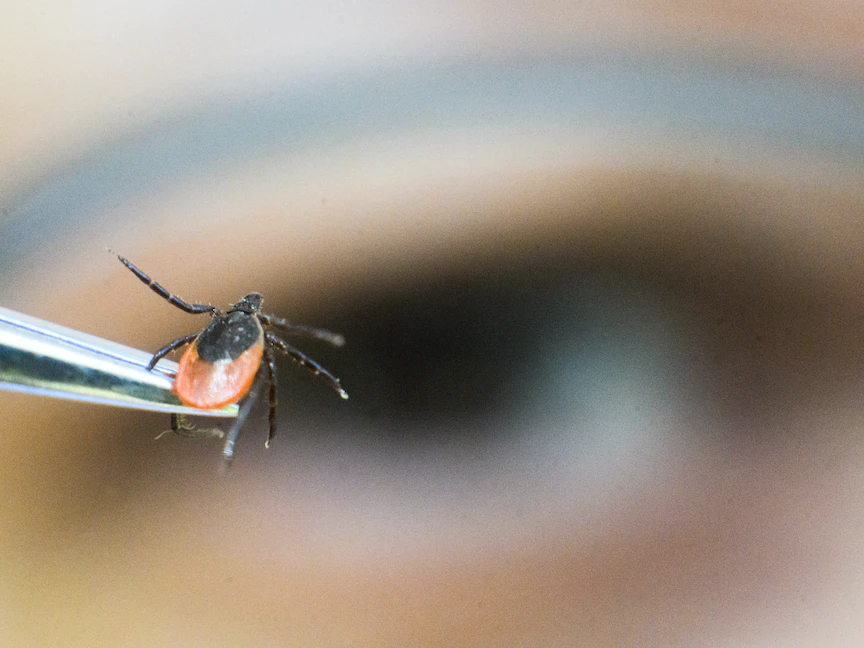 صورة لقُرادة عرضها خبير القُراد في مكتب الصحة الإقليمي في ساكسونيا السفلى بمنطقة هانوفر بألمانيا. 16 مايو 2023 - DPA