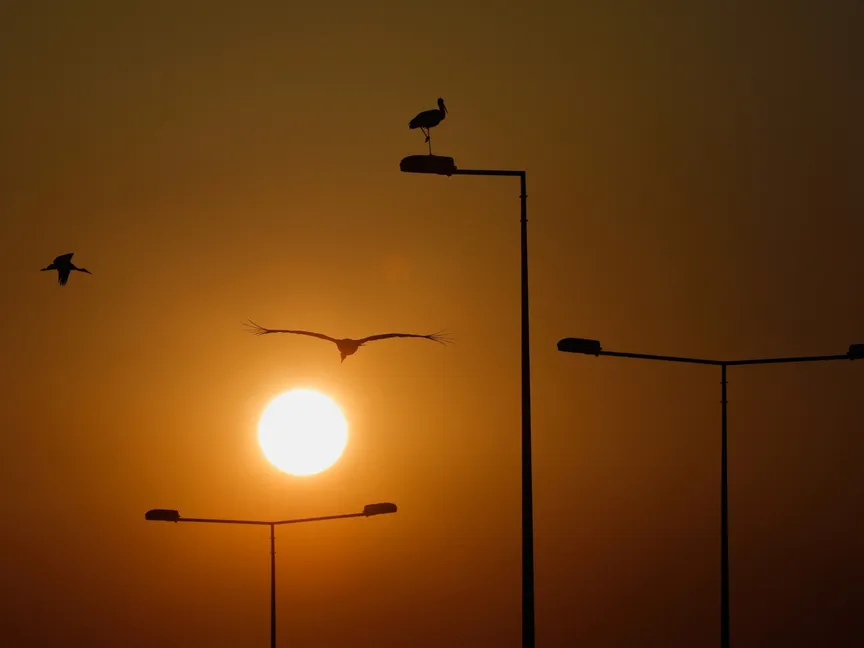 طيور تتجمع على أعمدة الإنارة بالقرب من قرية كادريفاكوفو شمال مقدونيا. 16 أغسطس 2022 - Reuters