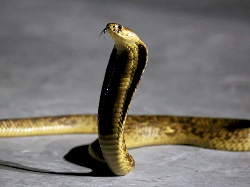 كوبرا خلال عرض في منتجع شرم الشيخ بمصر. 13 يوليو 2018 - REUTERS