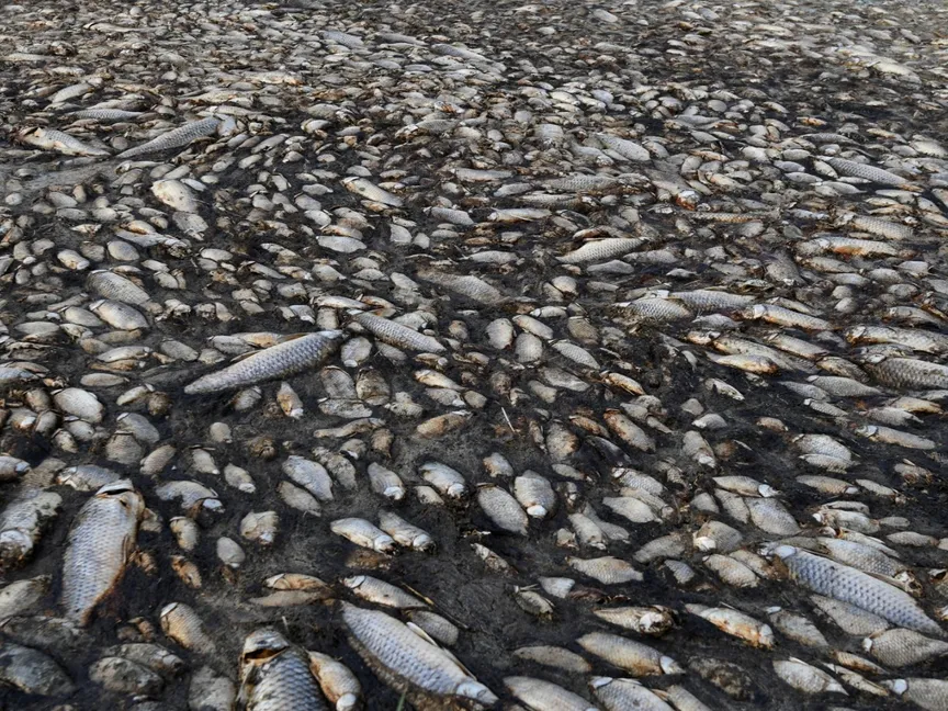 أطنان من أسماك المياه العذبة النافقة على ضفاف بحيرة كورونيا في اليونان. 19 سبتمبر 2019 - REUTERS