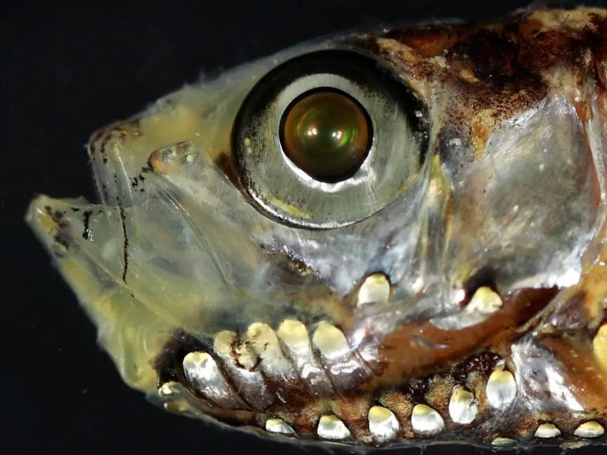 دراسة: اكتشاف نظام بصري جديد لدى أسماك أعماق البحار