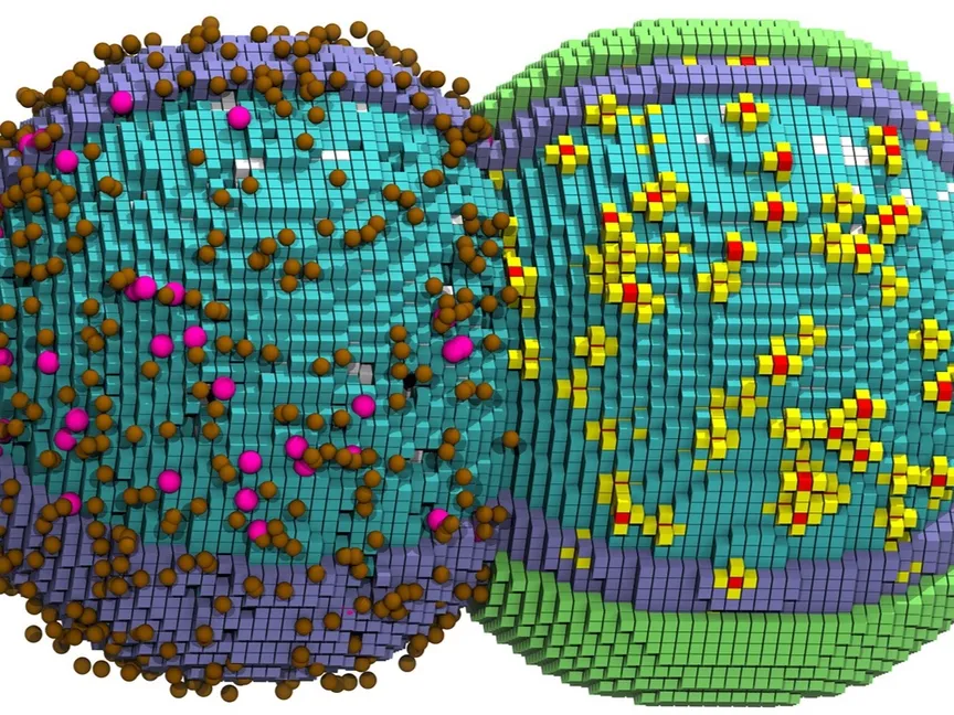 لأول مرة.. باحثون يحاكون خلية تنمو وتنقسم بالكامل داخل الحاسوب