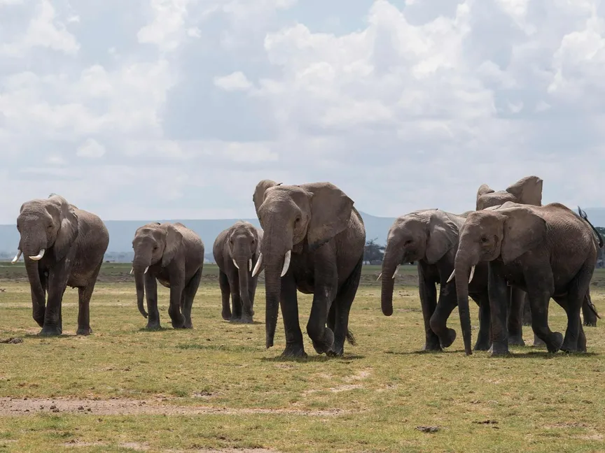 قطيع من الأفيال البرية - AFP - AFP