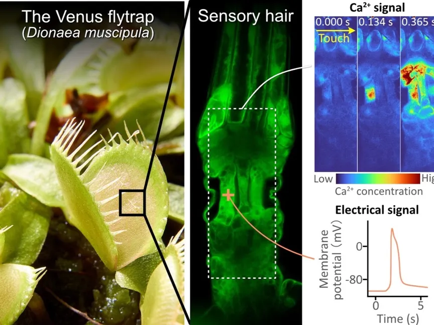 نبات مصيدة فينوس يملك القدرة على الإحساس - https://park.saitama-u.ac.jp/~toyotalab/members_english.html