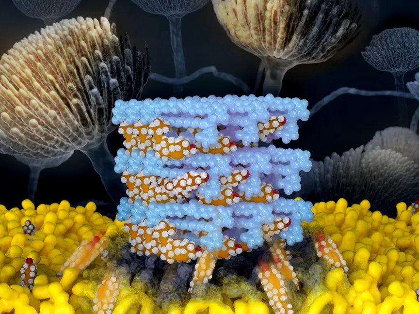 فطريات - Liz Ahlberg