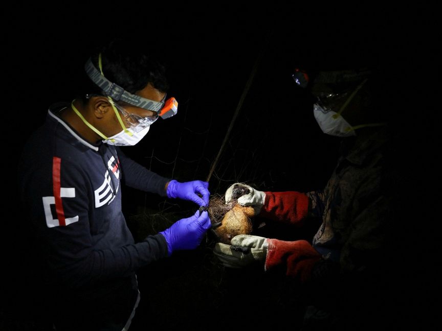 منظمة الصحة العالمية: خطر انتشار فيروس "نيباه" خارج الهند منخفض