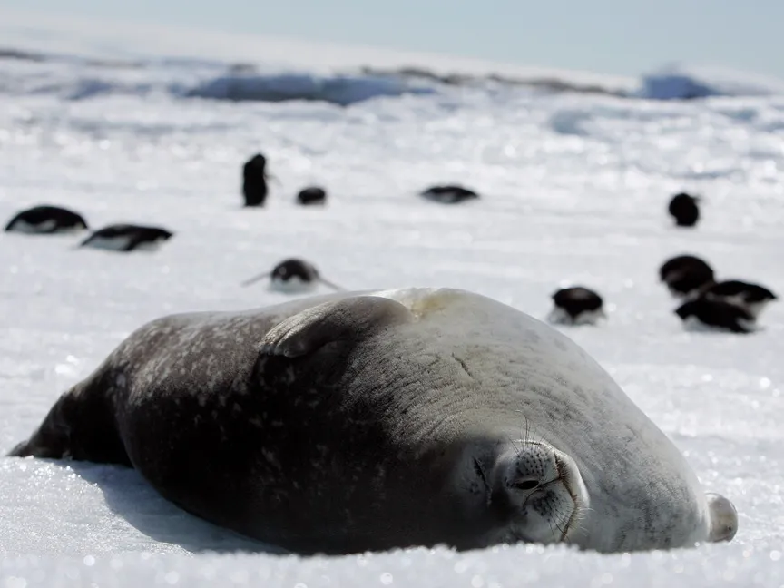 فقمة ترقد فوق الجليد في كيب دينيسون بشرق القارة القطبية الجنوبية. 1 يناير 2010 - Reuters