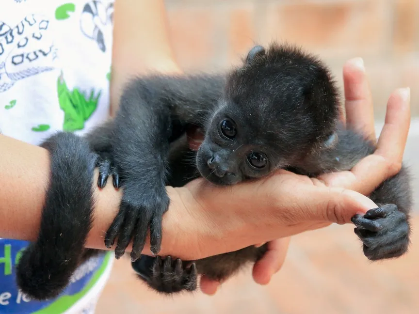 طبيب بيطري يحمل قرداً تم إنقاذه من الغابة بعد الإبلاغ عن عشرات الوفيات وسط موجة حر شديدة في ولاية تاباسكو بالمكسيك. 22 مايو 2024 - Reuters