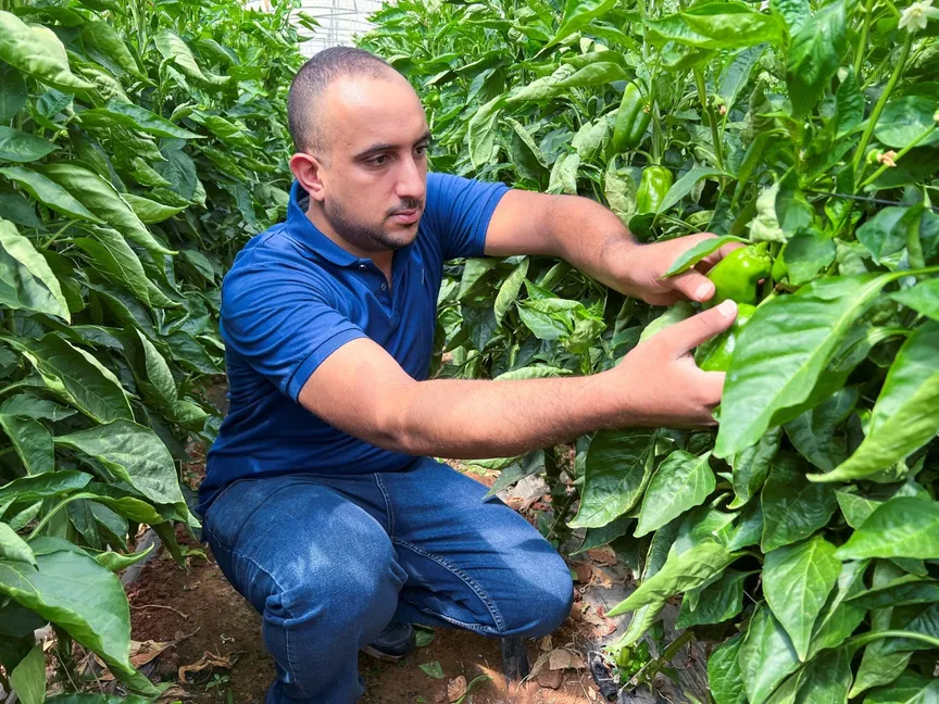 المهندس الزراعي صاحب عياد يفحص محصول الفلفل الأخضر داخل دفيئة في عمان، الأردن. 31 يوليو 2022 - REUTERS