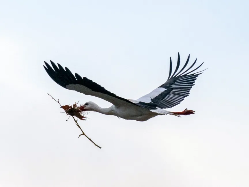 دراسة: الحيوانات المهاجرة تتعلم وتكتسب خبرة مع تقدم العمر