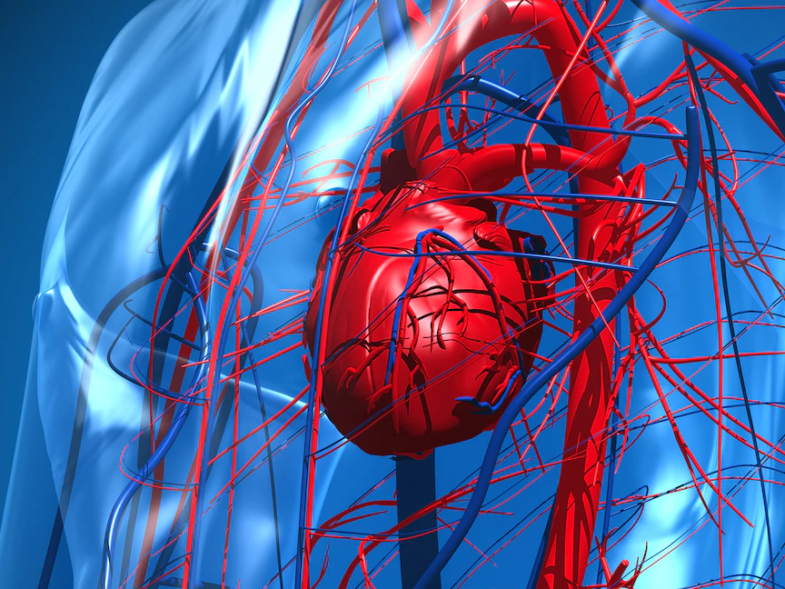 صورة توضيحية عن نظام القلب والأوعية الدموية - Getty Images