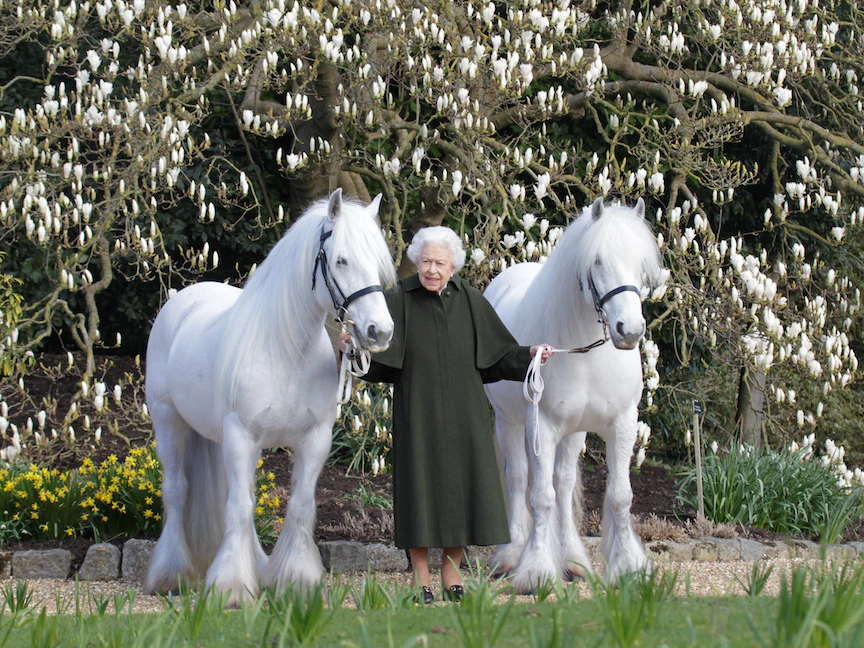 الملكة البريطانية إليزابيث الثانية تقف بين مهرين أبيضين - 20 أبريل 2022 - REUTERS