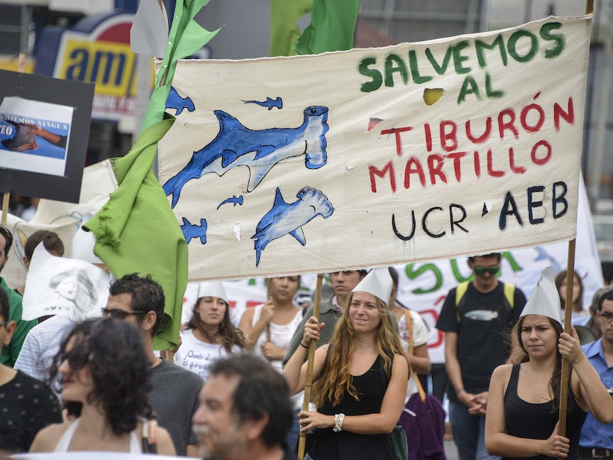 كوستاريكا.. تدابير لحماية 3 أنواع من أسماك القرش معرضة للانقراض