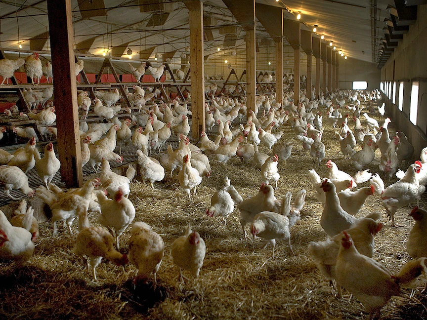 مزرعة دواجن بمنطقة رورلو في هولندا. 23 أغسطس 2005 - REUTERS