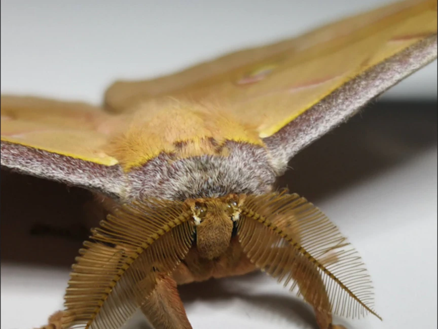 صورة مكبرة لأجنحة حشرة العث - University of Bristol