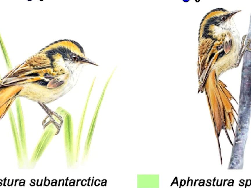 اكتشاف نوع جديد من الطيور في منطقة نائية بأميركا الجنوبية